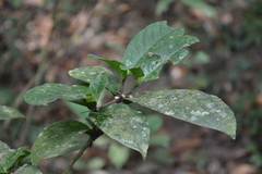 Saprosma glomeratum